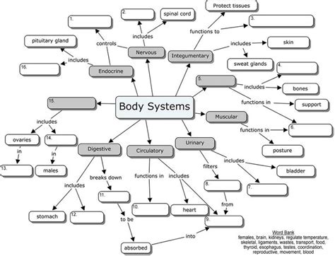 133 best images about Nursing: Concept Maps on Pinterest | Endocrine ...