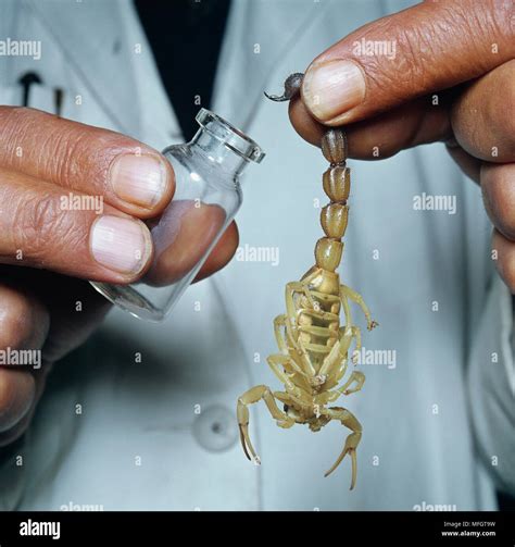 Scorpion venom hi-res stock photography and images - Alamy