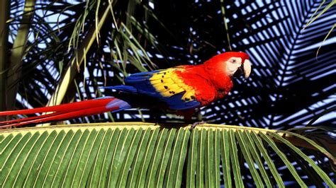 birds, Tropical, Parrots, Scarlet, Macaws, Macaw, Palm, Leaves ...