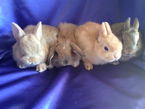 Netherland Dwarfs Available Sacramento, CA | USA Rabbit Breeders