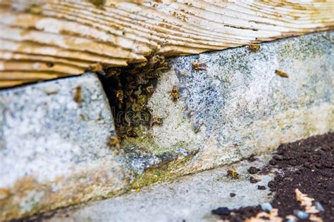 Wild Bees Exiting Nest Inside the House Build in Wall Stock Image ...