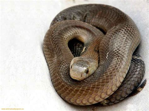 Amazing Black Mamba Snake - Black mamba Facts, Photos, Information ...