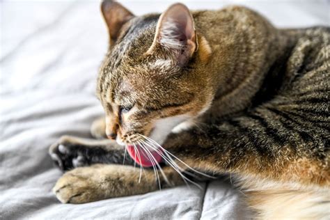 Reasons Why Cats Overgroom and How to Stop It