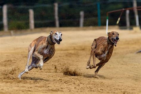 Greyhounds- Strangest Dog Breed in 2024