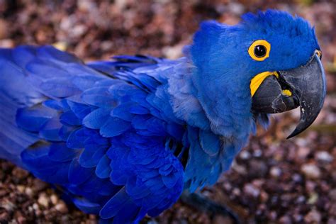 Blue Brazilian Macaw - Arara Azul - By F. Weberich Free Photo Download ...