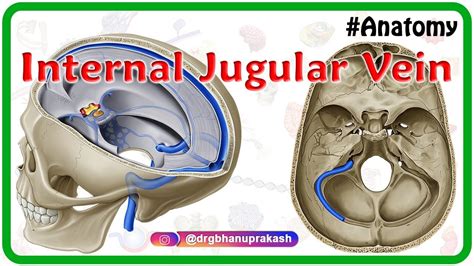 Internal Jugular Vein Anatomy - Anatomy Reading Source