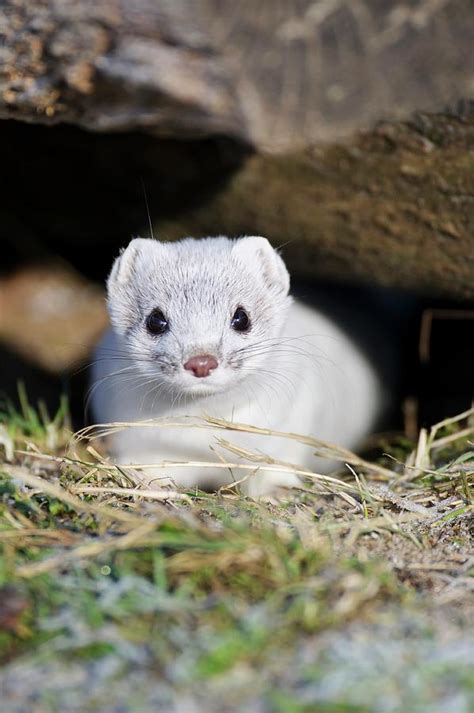 Stoat In Winter Photograph by Bildagentur-online/mcphoto-rolfes/science ...