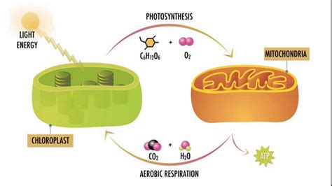 Differences Between Cellular Respiration And Photosynthesis - Riset