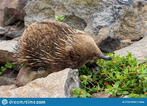 A Short Beaked Echidna, Tachyglossus Aculeatu, Also Known As the Spiny ...