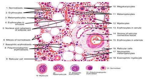 Bone Marrow Cells