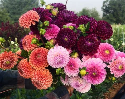 Tried & True Favorite Dahlia Varieties — Flourish Flower Farm | Flower ...