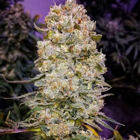 Rainmaker Strain | Rainmaker Seeds From