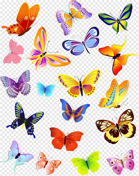 Colorful Butterfly Drawing