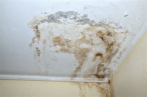 What is White Mold and Why is it Dangerous? | RestorationMaster