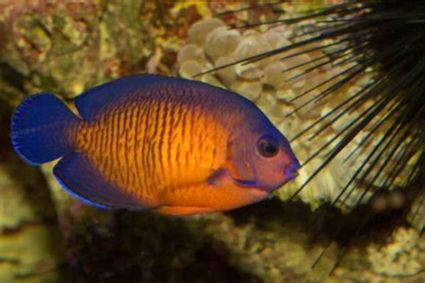 Coral Beauty Angelfish Care: Size, Lifespan, Tank, & Mates