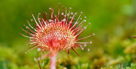 How To Care for Sundew Plants #1 Best Guide