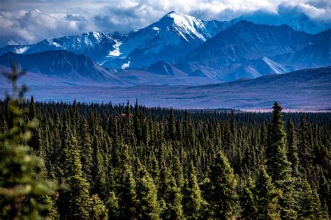 The Van Escape - Camping in Denali National Park