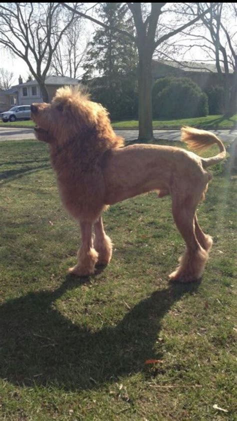 Lion Haircut For Dog - what hairstyle should i get