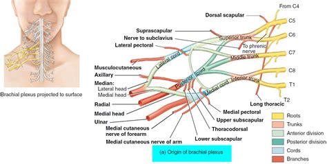 Brachial Plexus | www.pixshark.com - Images Galleries With A Bite!