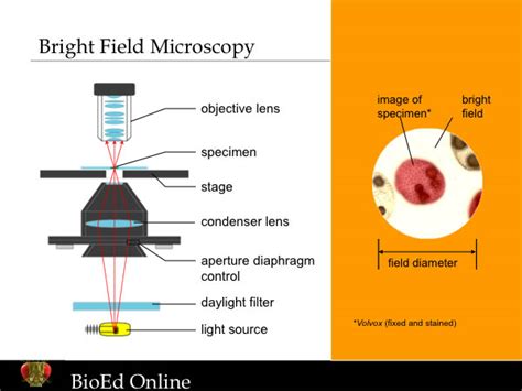 Using a Bright Field Light Microscope | BioEd Online