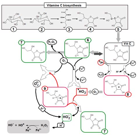 Pathway of ascorbic acid synthesis in animals (except humans, primates ...