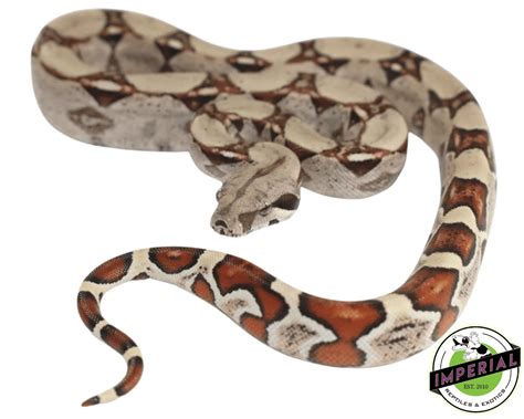 Colombian Red Tail Boa For Sale - Imperial Reptiles – IMPERIAL REPTILES ...