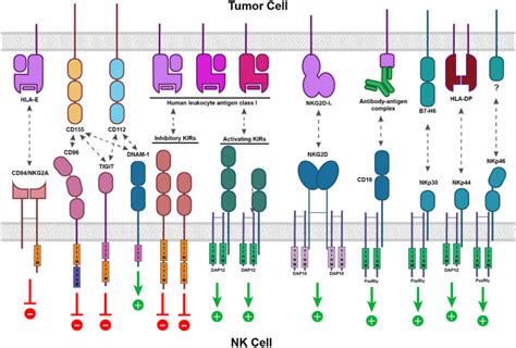 CAR-NK cells: A promising cellular immunotherapy for cancer - eBioMedicine