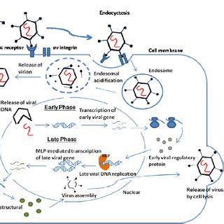 Adenovirus infection and replication pathway. | Download Scientific Diagram