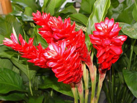 FLOWER SHOP: Red ginger flowers pictures. ALPINIA