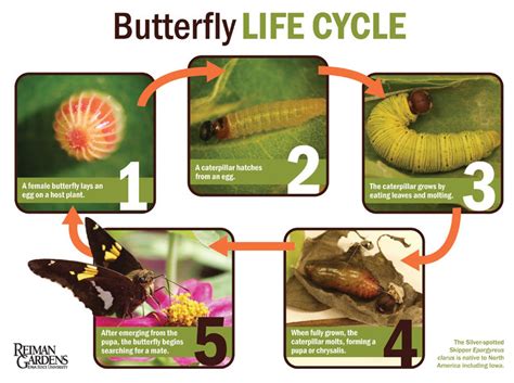 The Basic Life Cycle of Butterfly - Charismatic Planet