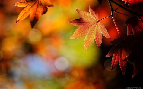 Autumn Leaves Desktop Wallpapers - Wallpaper Cave