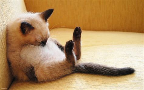 Funny sleeping cats