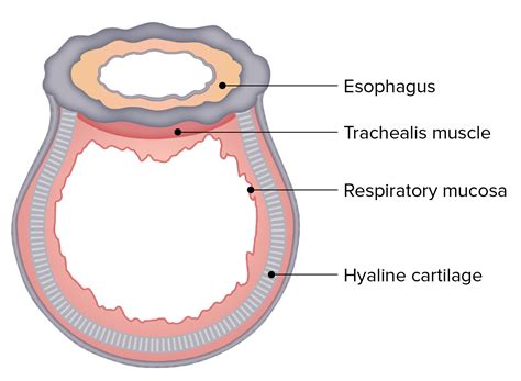 Tracheal Cartilage Histology