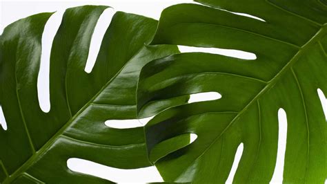 Free photo: Green Leaf Plant - Botanic, Growth, Texture - Free Download ...