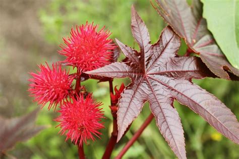 Ricinus communis 'Carmencita' (Castor Oil Plant)