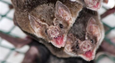 BugBitten Vampire bat rabies: is it actually 100% fatal?