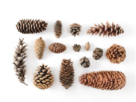 Are Pine Cones Edible? Parts Of A Pine Cone You Can Ea | Gardening Know How