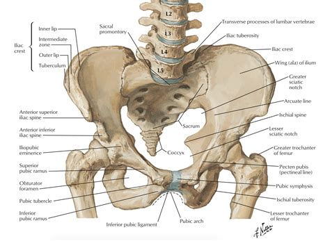 Anatomy Of Pelvis Pelvis Anatomy Images Human Anatomy Diagram - Human ...