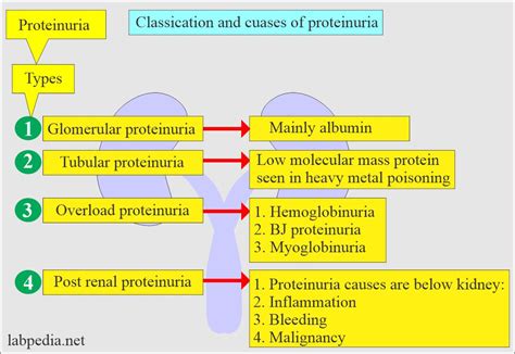 Urine Protein (Proteinuria), Spot Test, Microalbuminuria - Labpedia.net