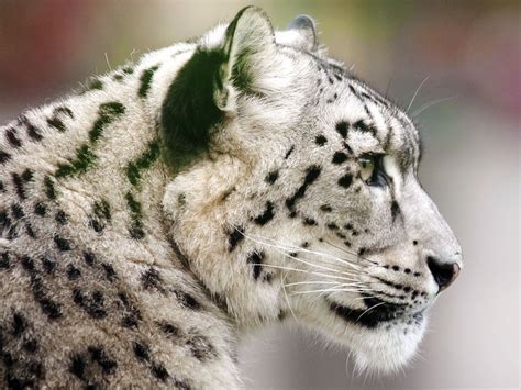 10 of the Most Famous Endangered Species | Britannica