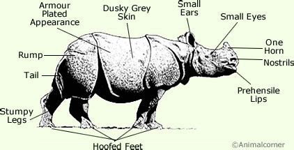 Javan Rhinoceros - Facts, Diet & Habitat Information