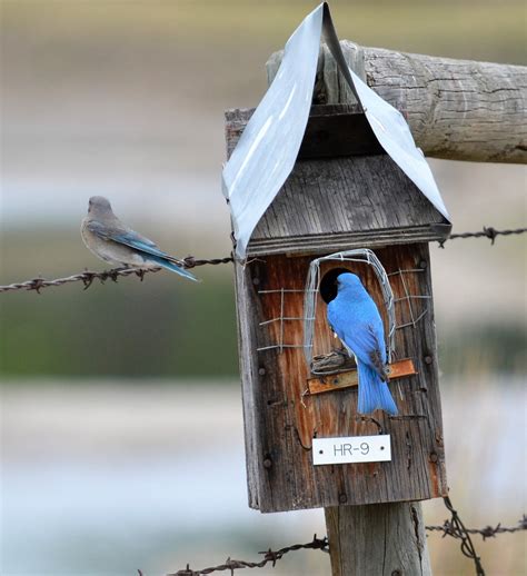 Nest Box Building — Mountain Bluebird Trails Conservation Society