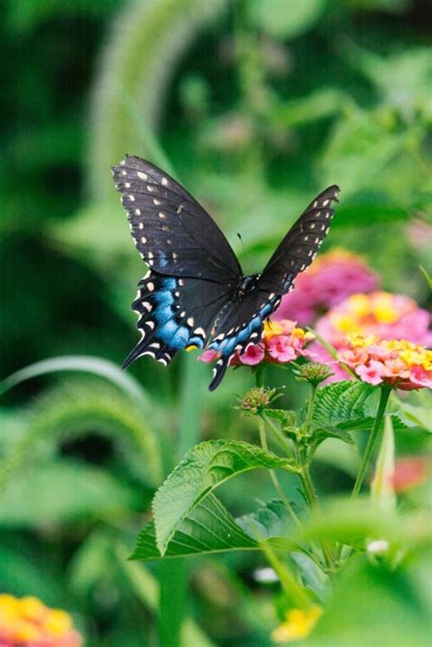 11 Black and Blue Butterfly Spiritual Meanings (Flying around you)