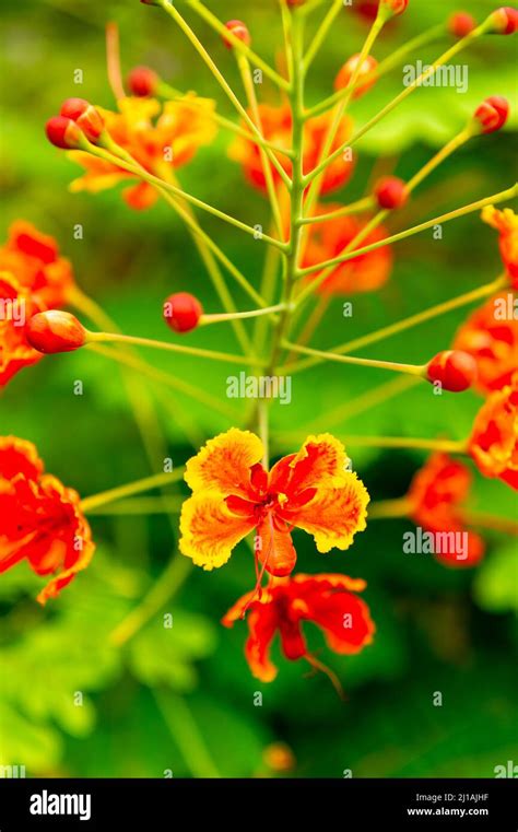 Pride of Barbados Plant Stock Photo - Alamy