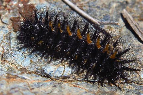 black spiky caterpillar - BugGuide.Net