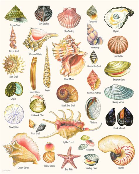 Seashell Print Shell Varieties Print Shell Chart summer - Etsy UK