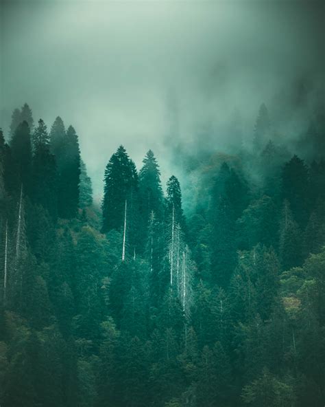 Fog Forest Photos, Download The BEST Free Fog Forest Stock Photos & HD ...