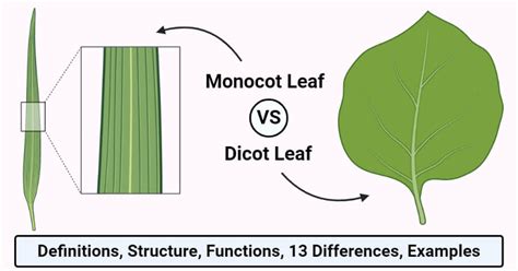 Monocot vs. Dicot Leaves: Structure, 13 Differences, Examples