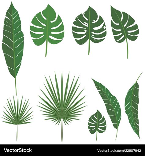 Palm leaf Royalty Free Vector Image - VectorStock