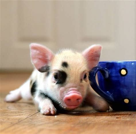 .: Teacup Pigs